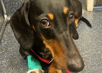 Busta (pictured) has recovered from the ordeal and is now living with a new family