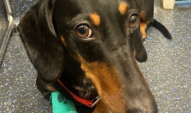 Busta (pictured) has recovered from the ordeal and is now living with a new family