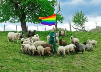 Studies have revealed that up to 1 in 12 rams are gay and are often killed as they can cause problems with breeding