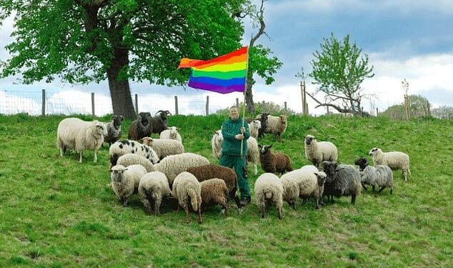Studies have revealed that up to 1 in 12 rams are gay and are often killed as they can cause problems with breeding