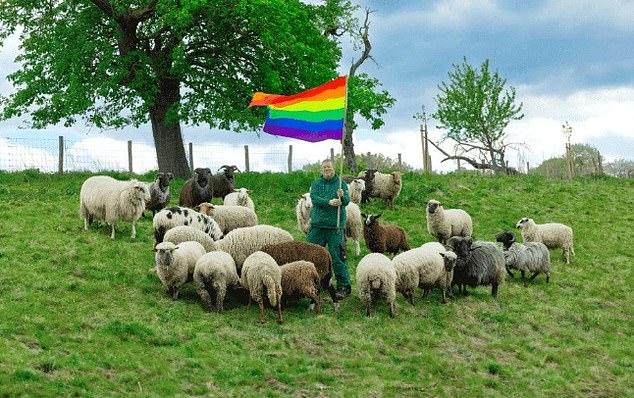 Studies have revealed that up to 1 in 12 rams are gay and are often killed as they can cause problems with breeding