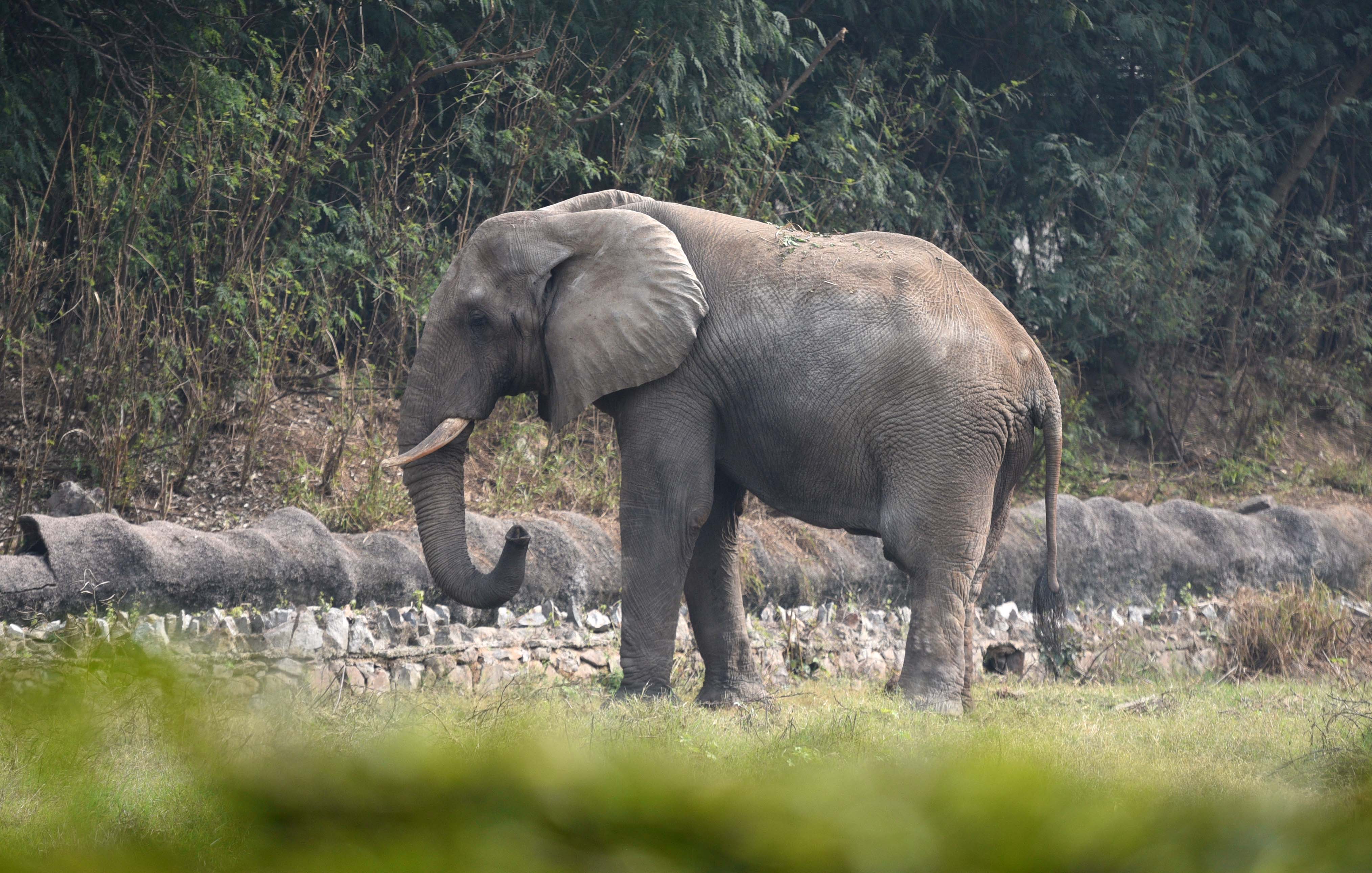 Animals At Delhi Zoo