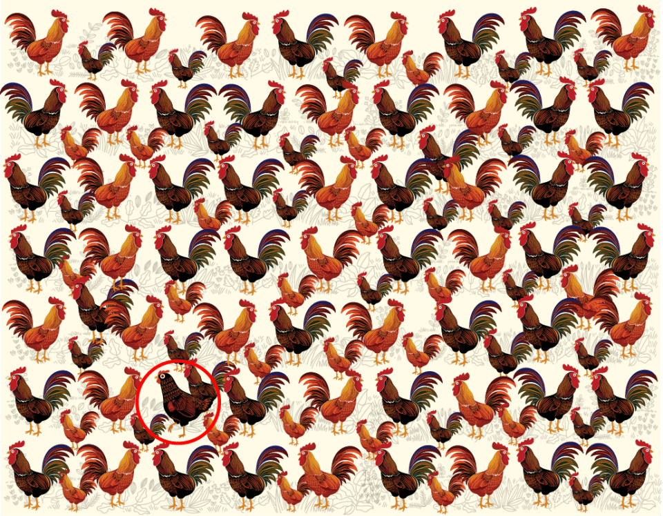 Illustration of numerous roosters, with a single hen circled in red.