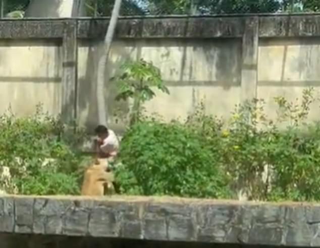 Horror video footage captured the moment the lioness, said by zoo vets to have been left 'stressed' and 'in shock' after the incident, set upon him as he neared the ground