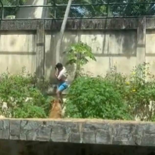 The teenager, who had spent years in care and had mental health problems, was filmed yesterday climbing down a tree to reach the lioness after scaling a 20-ft wall in in the port city of Joao Pessoa in north-east Brazil City police