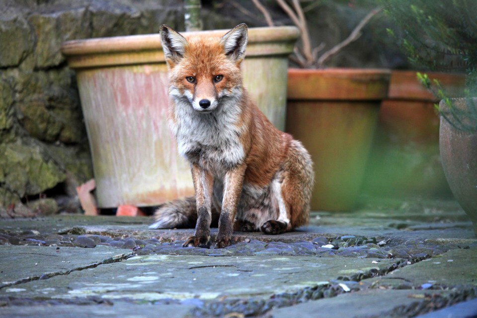 An urban fox sitting on a paved surface in a garden.