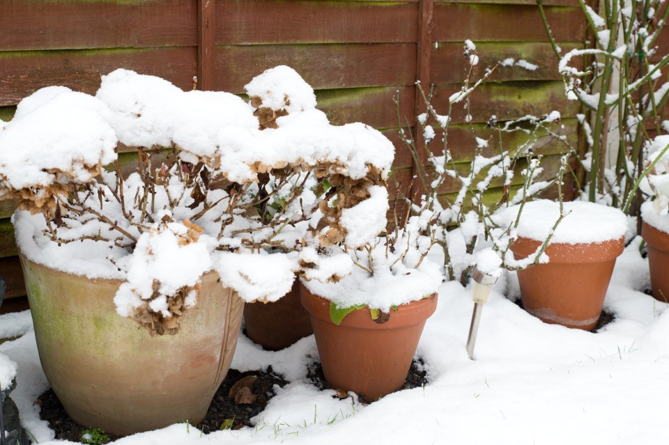 Terracotta plant pots with dead plants covered in snow.