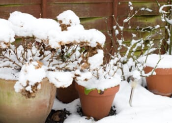 Shield your plants from harsh frost this winter with 85p buy that’s probably knocking around your cupboards
