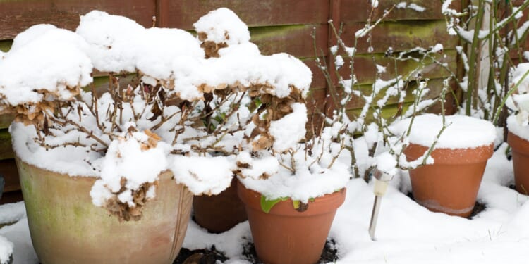 Shield your plants from harsh frost this winter with 85p buy that’s probably knocking around your cupboards