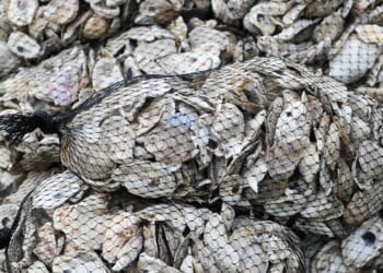 Former France star now 'living the life I want' catching oysters after restoring farm abandoned for 20 years