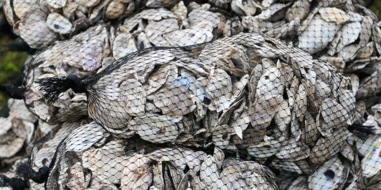 Former France star now 'living the life I want' catching oysters after restoring farm abandoned for 20 years