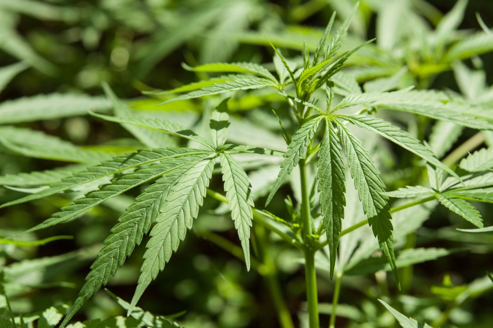 Close-up of a cannabis plant in Nine Mile Village, Jamaica.