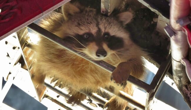 A Drunk American Raccoon Has More Charm Than a Dumb British Prince – HotAir