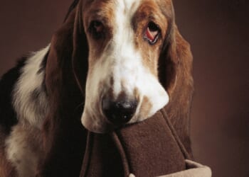 From a shoe-loving Basset Hound to a nervous hamster