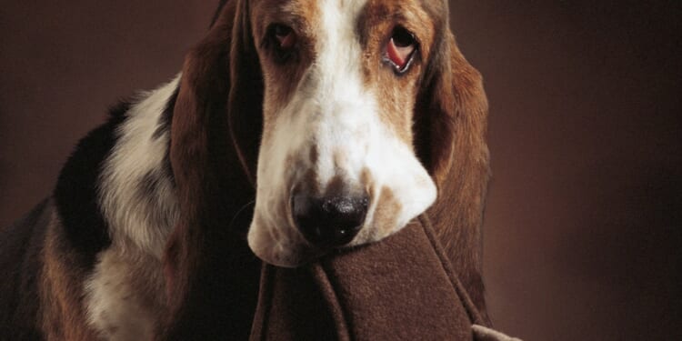 From a shoe-loving Basset Hound to a nervous hamster