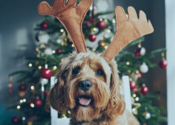 Vet warns of common household Christmas decorations that are dangerous to pets & it could cost you a fortune on bills