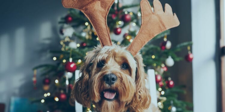 Vet warns of common household Christmas decorations that are dangerous to pets & it could cost you a fortune on bills