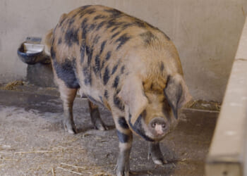 World Darts Championship winner revealed by Truffle the psychic pig who correctly predicted Luke Littler's victory