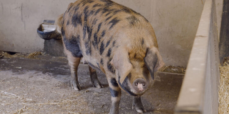 World Darts Championship winner revealed by Truffle the psychic pig who correctly predicted Luke Littler's victory