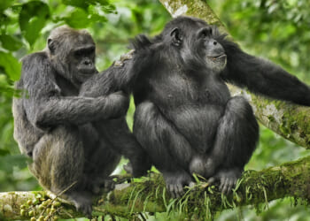 Humans much less likely to cheat than chimps as 'monogamy league tables' reveal MOST promiscuous animal