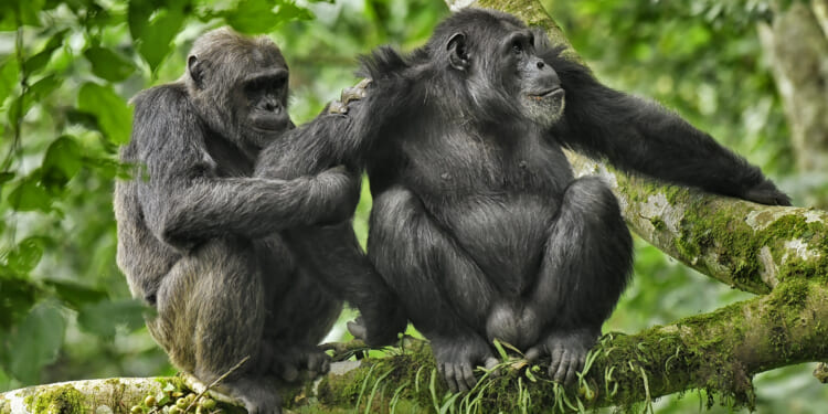 Humans much less likely to cheat than chimps as 'monogamy league tables' reveal MOST promiscuous animal