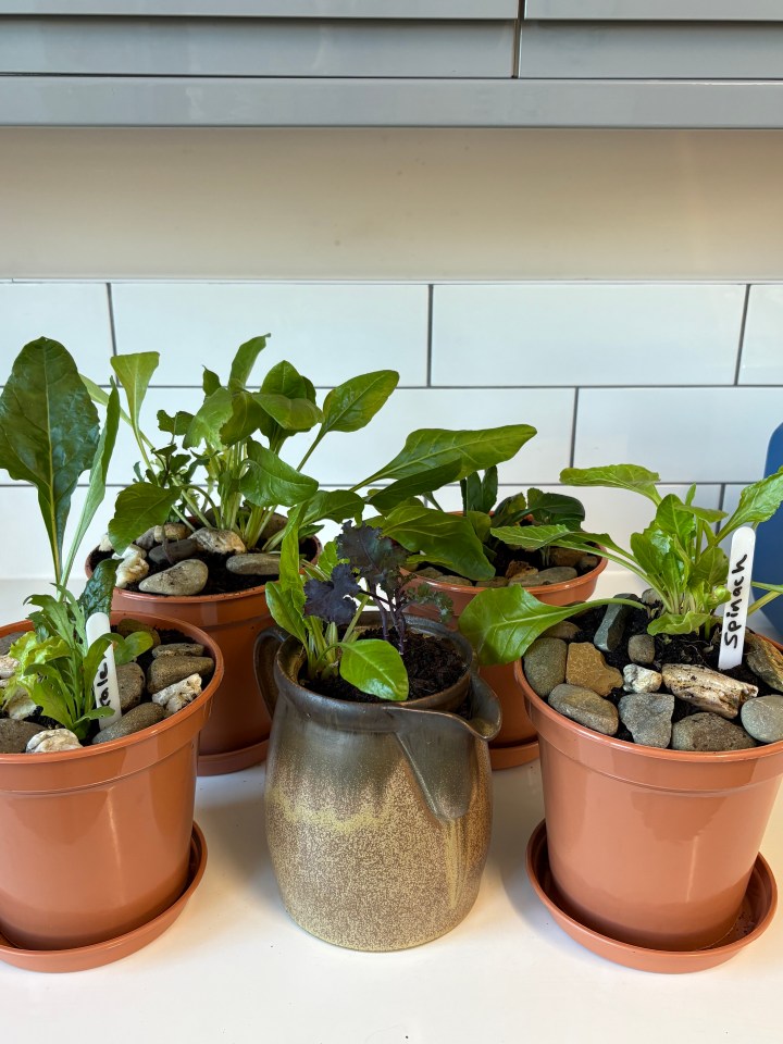 Kim Stoddart's windowsill planters with a yellow watering can.