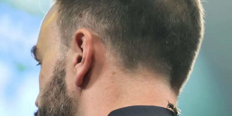 Why are there wasps at Ally Pally during the World Darts Championship?