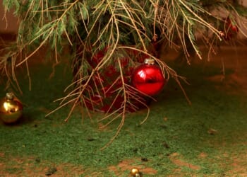 Warning Christmas trees could be left bare before the big day after summer's dry conditions caused firs 'stress'