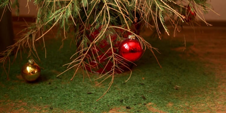 Warning Christmas trees could be left bare before the big day after summer's dry conditions caused firs 'stress'