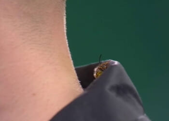 Ally Pally wasp back AGAIN and wreaking havoc inside Teemu Harju's shirt as opponent's reaction caught on live TV
