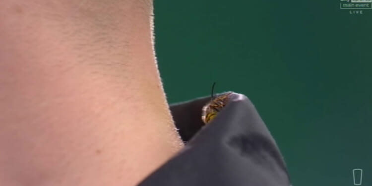 Ally Pally wasp back AGAIN and wreaking havoc inside Teemu Harju's shirt as opponent's reaction caught on live TV