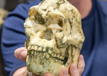 Mysterious 'Little Foot' creature could be NEW humanlike species after 3.5m-year-old skeleton probed by scientists