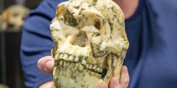 Mysterious 'Little Foot' creature could be NEW humanlike species after 3.5m-year-old skeleton probed by scientists