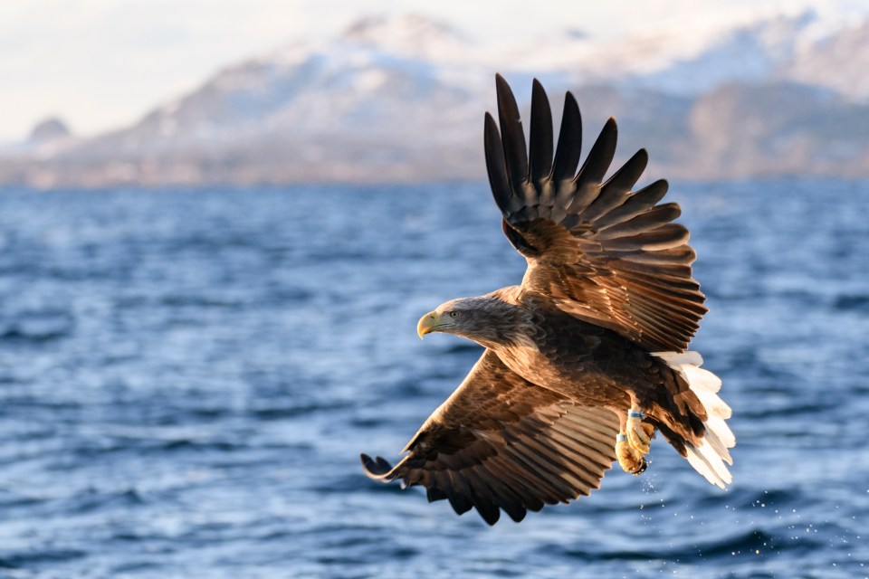 White-tailed eagle hunting over a fjord with snowy mountains in the background.