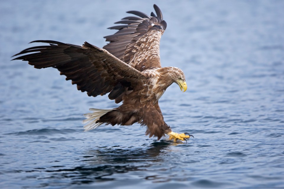 White-tailed sea eagle with wings spread, hunting fish with talons in the water.
