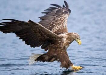 Mystery as three rare eagles including chick vanish in 'suspicious circumstances' as trackers cut off and dumped