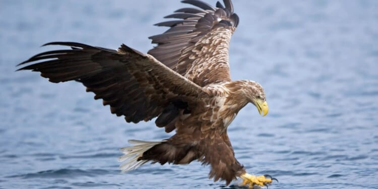 Mystery as three rare eagles including chick vanish in 'suspicious circumstances' as trackers cut off and dumped