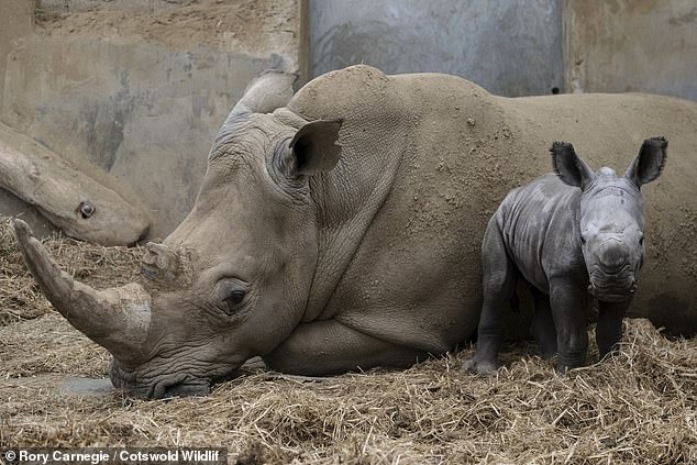 It's Mo's mother who normally brings the star power to the Zoo. Shortly after she arrived from South Africa in 2008 she was named Ruby - named after writer, I'm a Celebrity...Get Me Out of Here! contestant and long-time friend of the park Ruby Wax