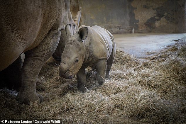 The Mo has stolen the limelight today after sweet pictures of the baby calf next to mother Ruby were released