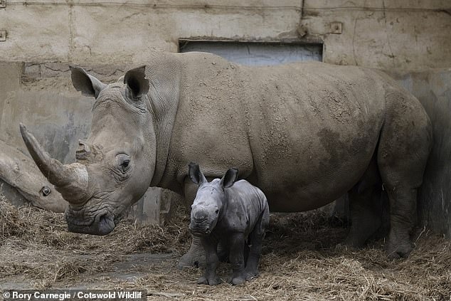 In the pictures, Mo can be seen taking her wobbly first steps while her mother gives her gently reassurance