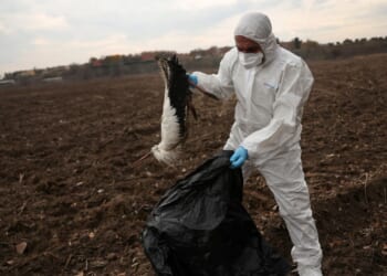 Bird flu could tip into a pandemic in just 2 days amid 'unprecedented spread' across Europe