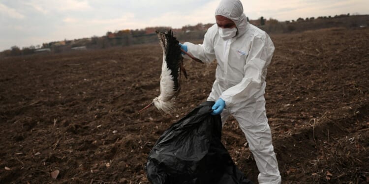 Bird flu could tip into a pandemic in just 2 days amid 'unprecedented spread' across Europe