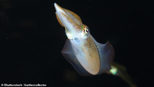 Just as life at the bottom of the ocean has evolved to flash messages to each other with bioluminescence, aliens might have evolved with different means of communication. Pictured: Humboldt squid
