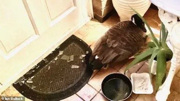 Ms Sewell and Mr Bullock gave the goose a bowl of water, a small blanket and some porridge oats while it spent the night on the porch
