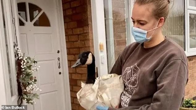 Amy Blower from Leicestershire Wildlife Hospital, collecting the goose after its eventful night