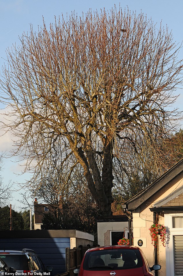 A tree in the garden of Matthew Evans,46, who says an airport contractor cuts them for free