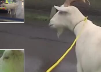 Cops use riot shields while trying to lasso rampaging goat who ate Christmas wreath then fled through village