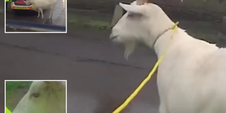 Cops use riot shields while trying to lasso rampaging goat who ate Christmas wreath then fled through village