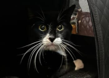 Cat rescued by animal charity after woman tried to sell terrified moggy for £30 on Vinted