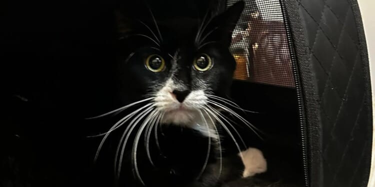 Cat rescued by animal charity after woman tried to sell terrified moggy for £30 on Vinted